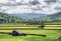 Muker Meadows - The Dales Royalty Free Stock Photo