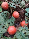 Mukia maderaspatana Roem Red ripe fruit edible A medicinal plant