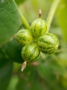 Mukia maderaspatana Roem The tiny round shape fruits like watermelon