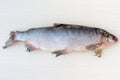 The muksun Coregonus muksun is a type of whitefish widespread in the Siberian Arctic waters.