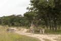 Three giraffes and three zebras at wild park