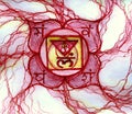 Muladhara, first chakra, energy and health