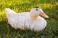 Mulard duck sitting in the green grass