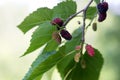 Mulberries