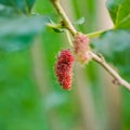 Mulberries on the branch Berry fruit Royalty Free Stock Photo