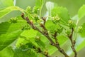 Mulberries Forming in Mulberry Tree