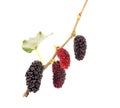 Mulberries fruit and mulberry leaf on white background healthy mulberry fruit food isolated Royalty Free Stock Photo