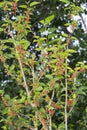 Mulberries Growing In Bunches On A Tree