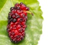 Mulberries with a leaves isolated on white background. Mulberry this a fruit and can be eaten Royalty Free Stock Photo