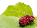 Mulberries with a leaves isolated on white background. Mulberry this a fruit and can be eaten Royalty Free Stock Photo