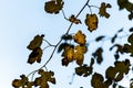 Mulberries leaves in autumn colors