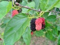 Mulberries in three colors. Royalty Free Stock Photo