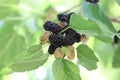 Mulberries on the tree