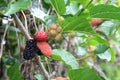 Mulberries on a Vine