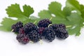 Mulberry Royalty Free Stock Photo