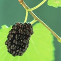 Mulberry, Royalty Free Stock Photo