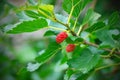 Mulberry berries Royalty Free Stock Photo