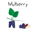 Mulberry berries. Healthy detox natural product. Organik dietary supplement fruit. Superfood, berry for homeopathy. Cartoon vector