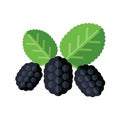 Mulberry berries and leaves vector illustration. Superfood morus or moraceae icon. Healthy detox natural product. Flat design org