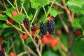 Mulberry berries on tree Royalty Free Stock Photo