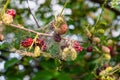 Mulberry berries in a web of caterpillars of an American white butterfly