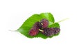 Mulberry berry with leaf isolated on white background macro,mulberries fruit and mulberry leaf on white background healthy Royalty Free Stock Photo