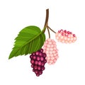 Mulberry Branch with Immature Pink Berries and Red Ones Vector Illustration