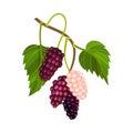 Mulberry Branch with Immature Pink Berries and Ripe Black Ones Vector Illustration