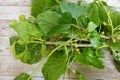 mulberry branches cut to make mulberry cuttings. reproduce tree by cuttings Royalty Free Stock Photo