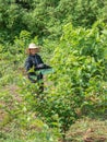 Mulberry bush cultivation. Bolaven Plateau, Laos