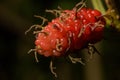 Mulberry color near the bright red.