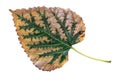 Mulberry fall leaf on white background Royalty Free Stock Photo