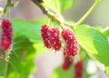 Mulberry fresh red fruit hanging on branch of tree Royalty Free Stock Photo