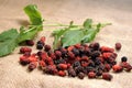 Mulberry fruit Royalty Free Stock Photo