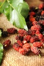 Mulberry fruit