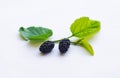 Mulberry fruit on a mulberry branch on a white background Royalty Free Stock Photo