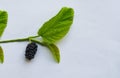 Mulberry fruit on a mulberry branch on a white background Royalty Free Stock Photo