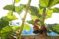 Mulberry fruit in bush branch and leaf