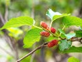 Mulberry fruit and green leaves on the tree. Mulberry this a fruit and can be eaten in have a red and purple color. Mulberry is de Royalty Free Stock Photo