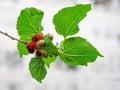 Mulberry fruit and green leaves on the tree. Mulberry this a fruit and can be eaten in have a red and purple color. Mulberry is de Royalty Free Stock Photo