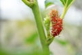 Mulberry fruit and green leaves on the tree. Mulberry this a fruit and can be eaten in have a red and purple color. Mulberry is de Royalty Free Stock Photo