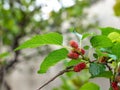 Mulberry fruit and green leaves on the tree. Mulberry this a fruit and can be eaten in have a red and purple color. Mulberry Royalty Free Stock Photo