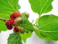 Mulberry fruit and green leaves on the tree. Mulberry this a fruit and can be eaten in have a red and purple color. Mulberry is de Royalty Free Stock Photo