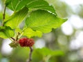 Mulberry fruit and green leaves on the tree. Mulberry this a fruit and can be eaten in have a red and purple color. Mulberry is de Royalty Free Stock Photo