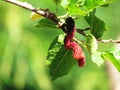 Mulberry Fruit leaf extract on tree Royalty Free Stock Photo