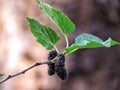 Mulberry Fruit leaf extract on tree Royalty Free Stock Photo