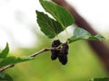 Mulberry Fruit leaf extract on tree Royalty Free Stock Photo