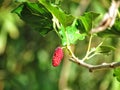 Mulberry Fruit leaf extract on tree Royalty Free Stock Photo