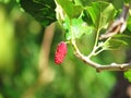 Mulberry Fruit leaf extract on tree Royalty Free Stock Photo