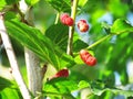 Mulberry Fruit leaf extract on tree Royalty Free Stock Photo